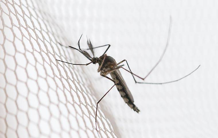 Aedes Vexans Mosquitoes