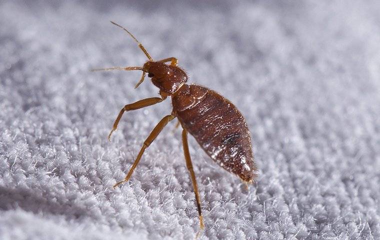  Bed Bug On Carpet