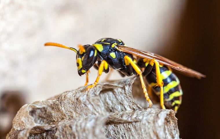 paper-wasp-crawling-on-nest