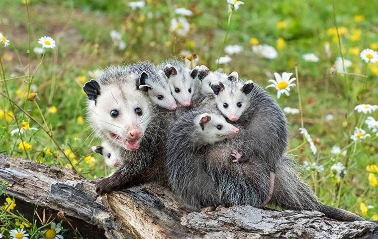 Adult Opossum With It's Babies